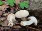 Májusi pereszke (Calocybe gambosa), Budai-hegység